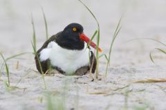 American Oystercatcher, Haematopus palliatus