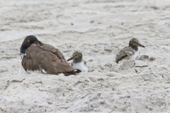 American Oystercatcher, Haematopus palliatus