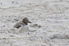 American Oystercatcher, Haematopus palliatus