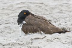 American Oystercatcher, Haematopus palliatus