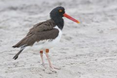 American Oystercatcher, Haematopus palliatus