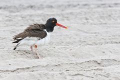 American Oystercatcher, Haematopus palliatus