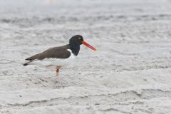 American Oystercatcher, Haematopus palliatus