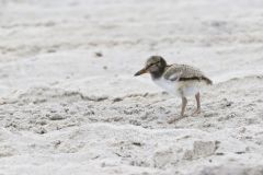 American Oystercatcher, Haematopus palliatus