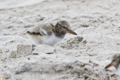 American Oystercatcher, Haematopus palliatus