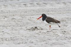 American Oystercatcher, Haematopus palliatus