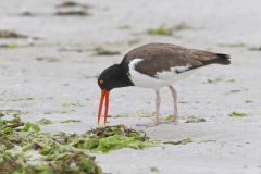 American Oystercatcher, Haematopus palliatus