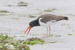 American Oystercatcher, Haematopus palliatus