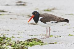 American Oystercatcher, Haematopus palliatus