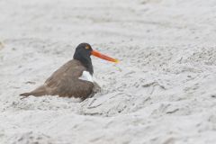 American Oystercatcher, Haematopus palliatus