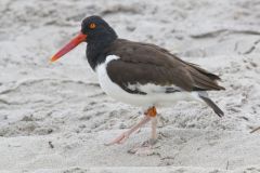 American Oystercatcher, Haematopus palliatus