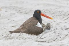 American Oystercatcher, Haematopus palliatus