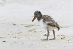 American Oystercatcher, Haematopus palliatus