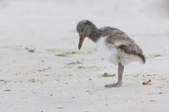 American Oystercatcher, Haematopus palliatus