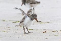 American Oystercatcher, Haematopus palliatus