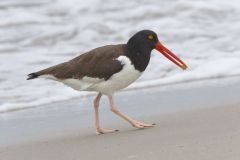 American Oystercatcher, Haematopus palliatus