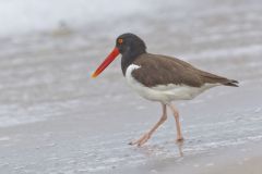 American Oystercatcher, Haematopus palliatus