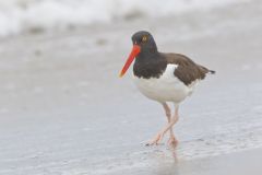 American Oystercatcher, Haematopus palliatus