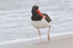 American Oystercatcher, Haematopus palliatus