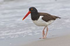 American Oystercatcher, Haematopus palliatus