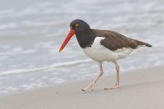 American Oystercatcher, Haematopus palliatus