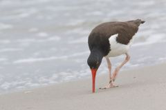 American Oystercatcher, Haematopus palliatus