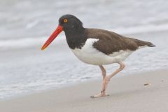 American Oystercatcher, Haematopus palliatus