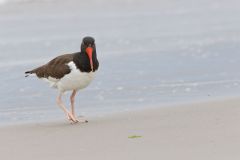 American Oystercatcher, Haematopus palliatus