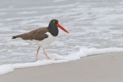 American Oystercatcher, Haematopus palliatus