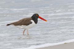 American Oystercatcher, Haematopus palliatus