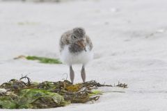 American Oystercatcher, Haematopus palliatus