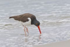 American Oystercatcher, Haematopus palliatus