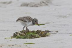 American Oystercatcher, Haematopus palliatus