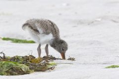 American Oystercatcher, Haematopus palliatus