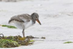 American Oystercatcher, Haematopus palliatus