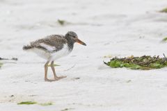 American Oystercatcher, Haematopus palliatus