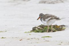 American Oystercatcher, Haematopus palliatus