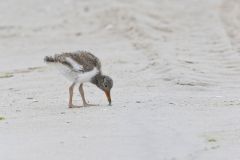 American Oystercatcher, Haematopus palliatus