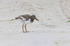 American Oystercatcher, Haematopus palliatus