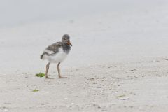 American Oystercatcher, Haematopus palliatus