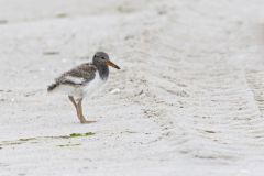 American Oystercatcher, Haematopus palliatus