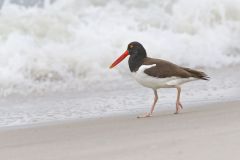 American Oystercatcher, Haematopus palliatus