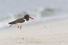 American Oystercatcher, Haematopus palliatus