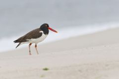 American Oystercatcher, Haematopus palliatus