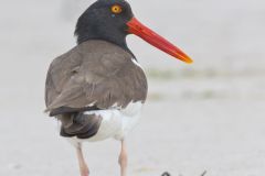 American Oystercatcher, Haematopus palliatus