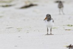 American Oystercatcher, Haematopus palliatus