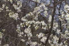 American Plum, Prunus americana