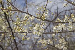 American Plum, Prunus americana