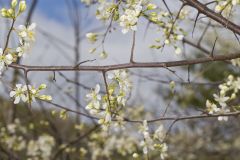 American Plum, Prunus americana