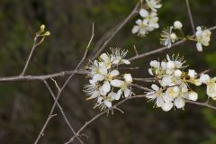 American Plum, Prunus americana